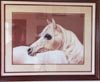 ARABIAN Framed under glass Size 23x29 $295